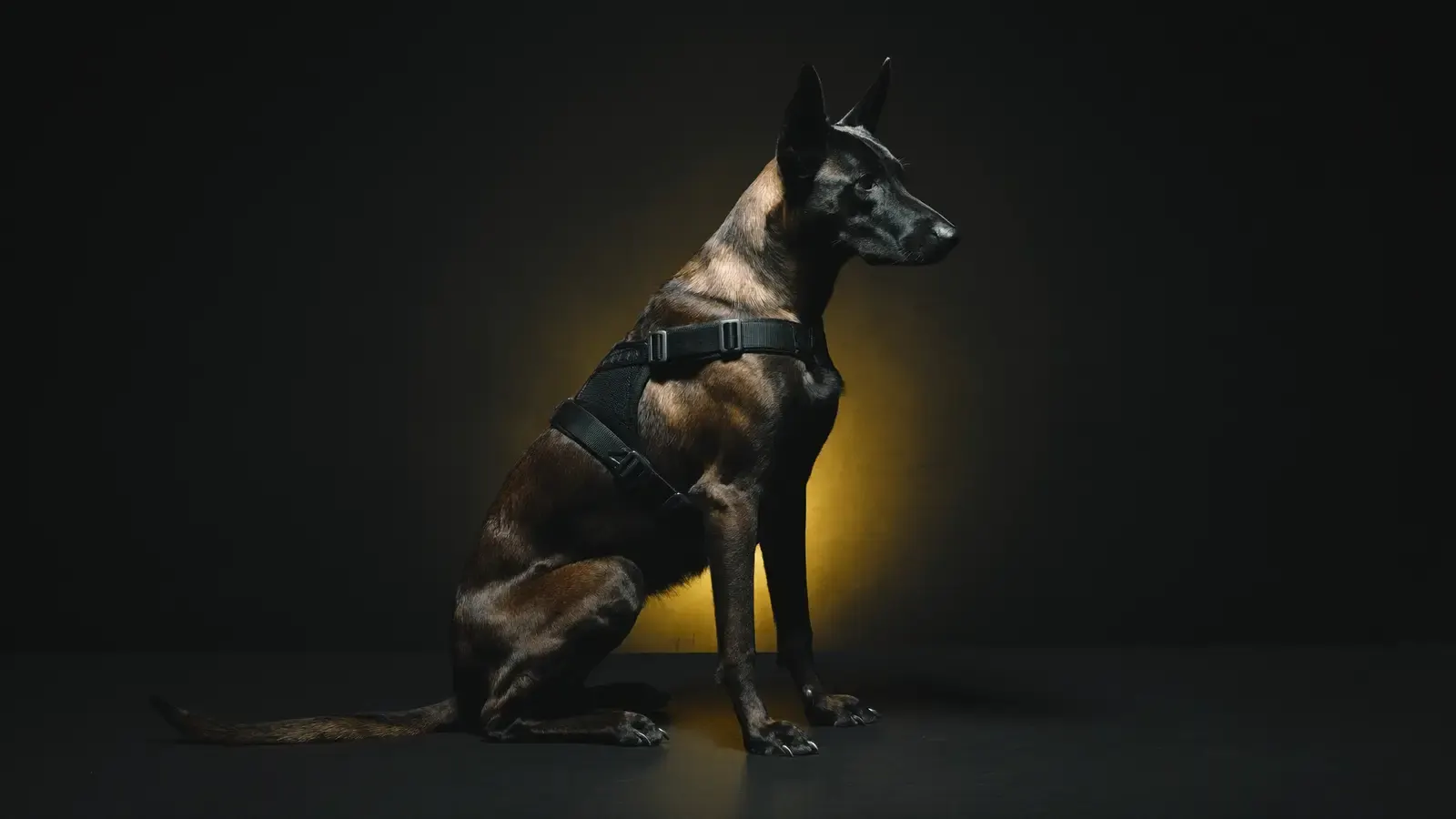 Imagen de portada utilizada en el sitio de Black Dog